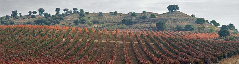 Bodegas Dehesa La Granja