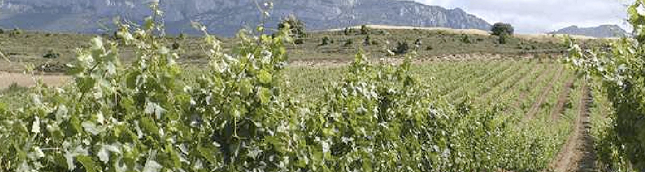 Bodegas Marqués de Vitoria