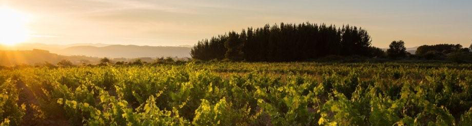 Aurelio Feo Viticultor