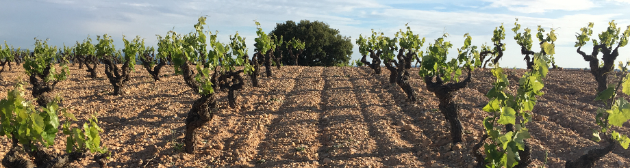 Viticultores de SanJuan Bautista & Valsangiacomo