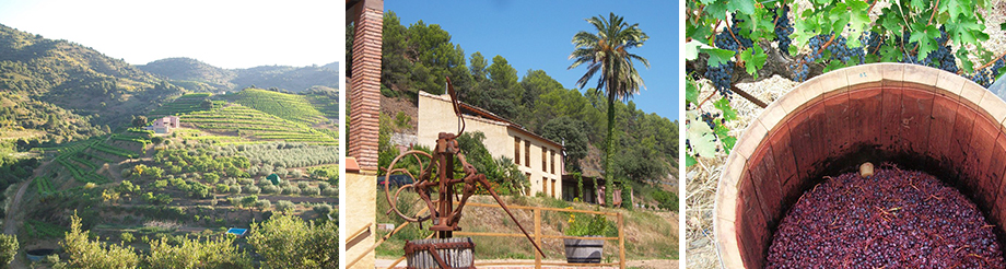 Mas Martinet Viticultors