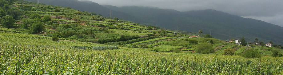 Bodegas Insulares Tenerife
