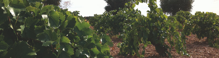 Bodegas Más Que Vinos