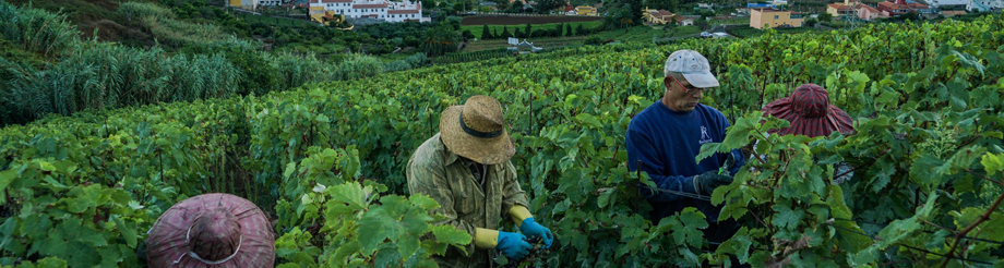 Suertes del Marqués