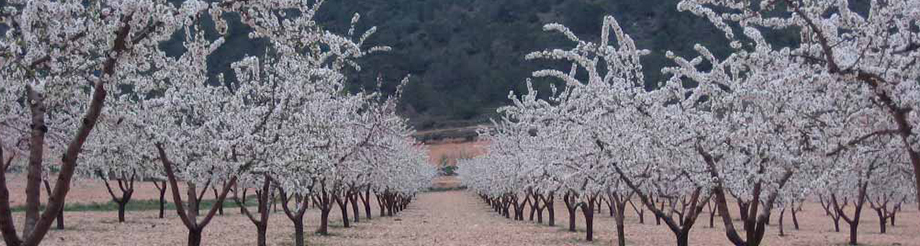 Propiedad Vitícola Casa Castillo