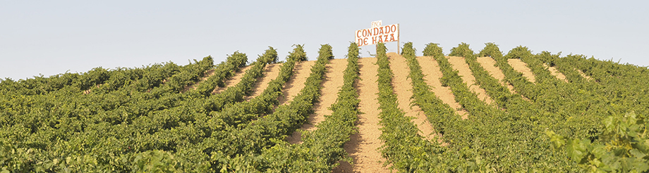 Bodegas Condado de Haza