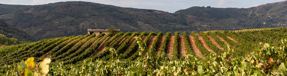 Viñedos y Bodegas Dominio de Tares