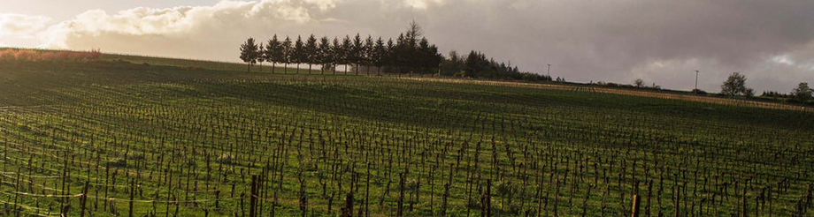 Evening Land Vineyards