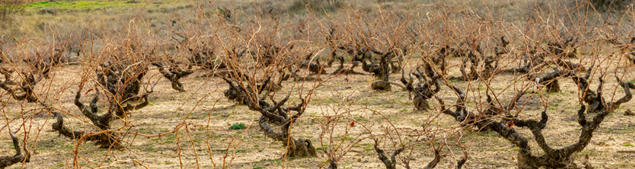 Viñedos y Bodegas Gormaz