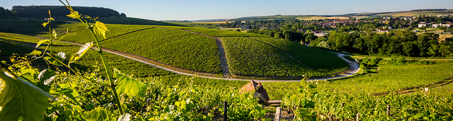 Maison Albert Bichot