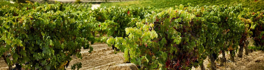 Bodegas Marqués de Burgos