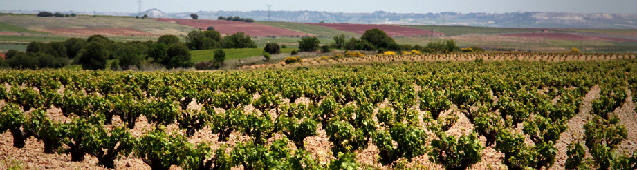 San Román Bodegas y Viñedos