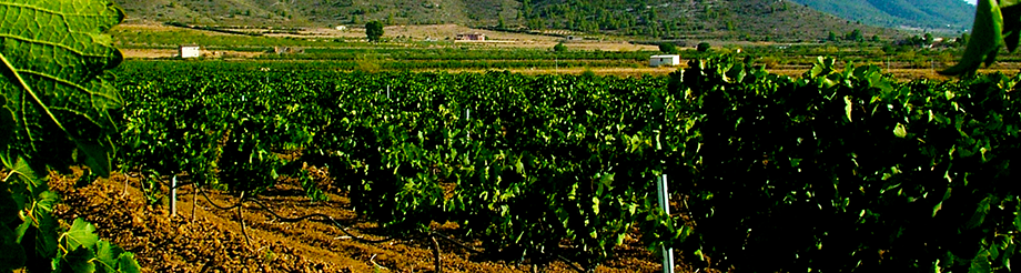 Bodegas y Viñedos Ecológicos Odum