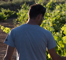 Bodegas y Viñedos Ponce