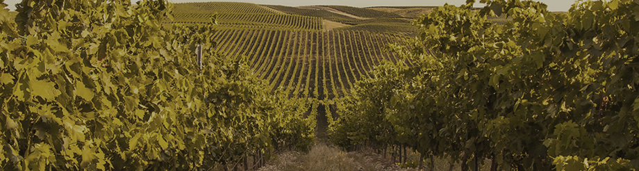 Bodegas Príncipe de Viana