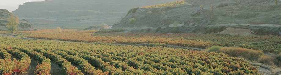 Señorío de San Vicente