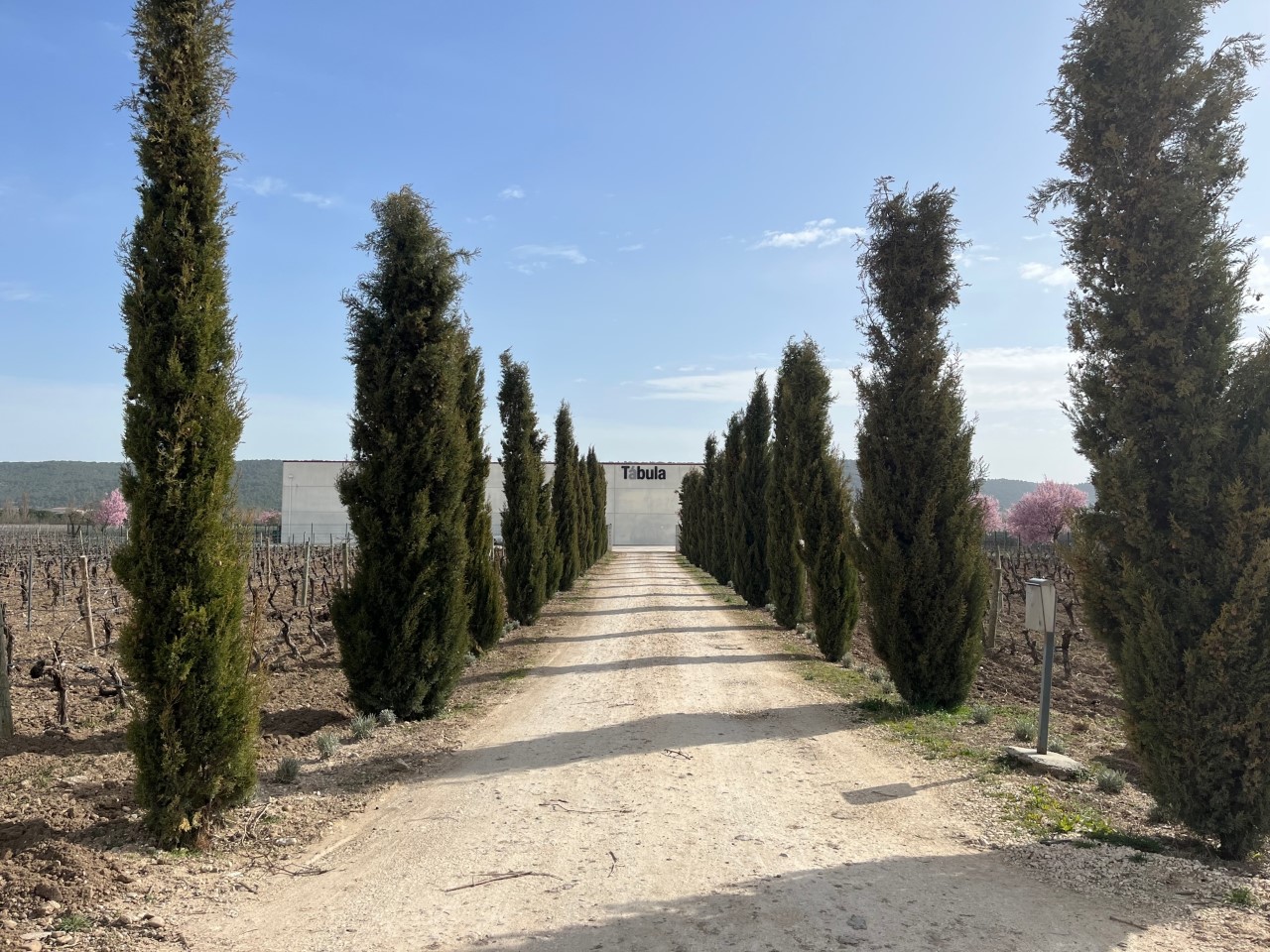 Bodegas y Viñedos Tábula