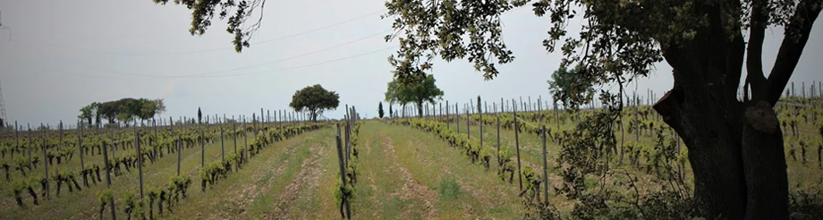 Bodegas y Viñedos Valtravieso