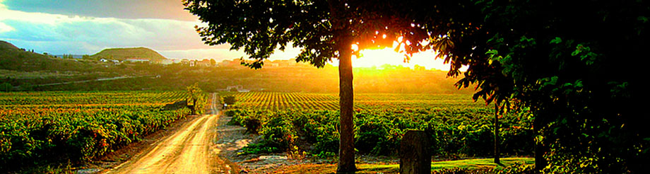 Viñedos del Contino