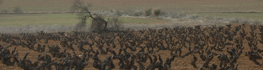 Bodega Santa Eulalia