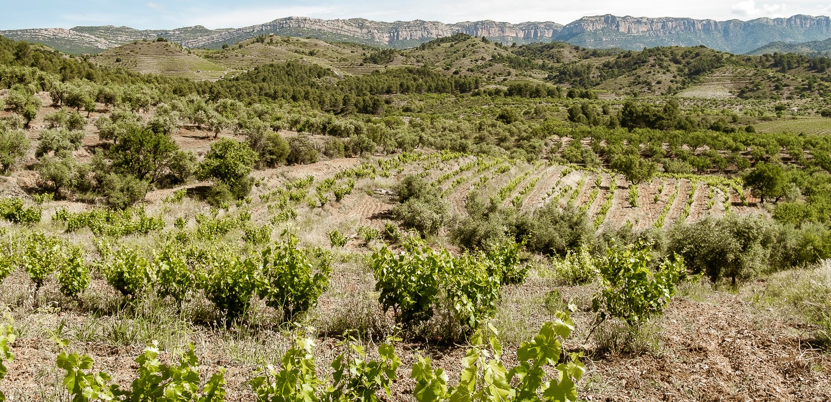 Vinícola del Priorat